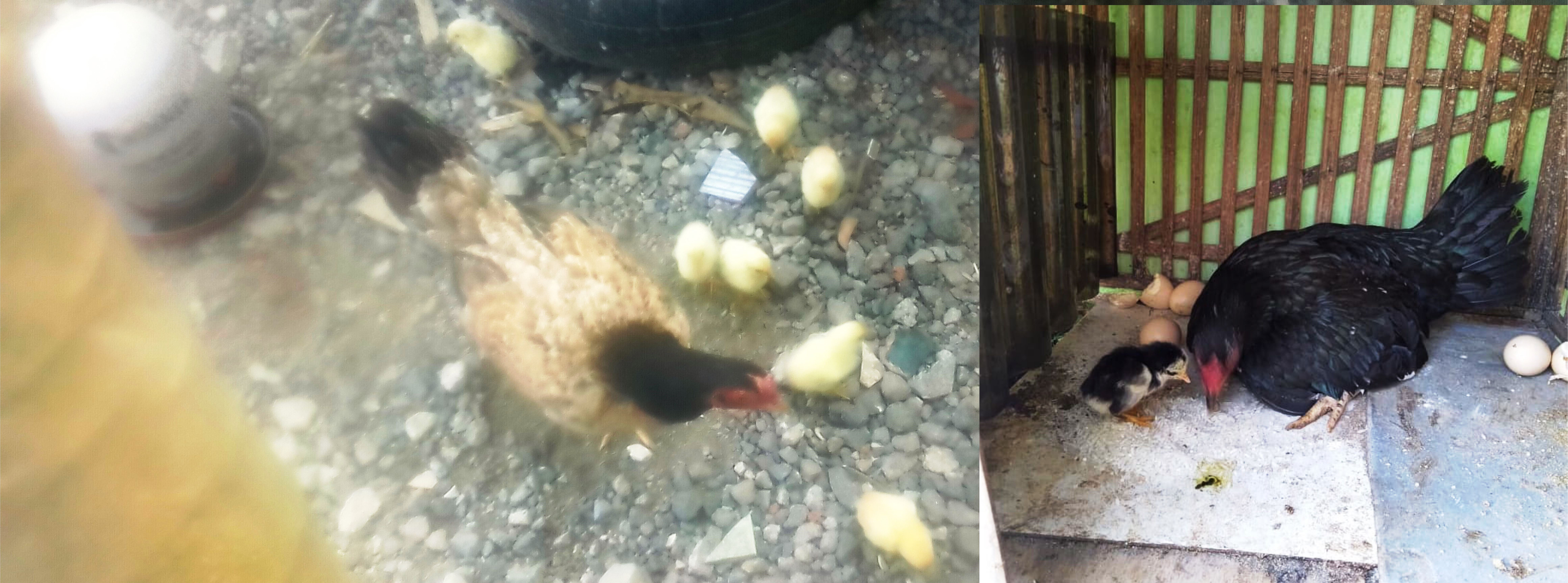 jual ayam kampung kaliwungu