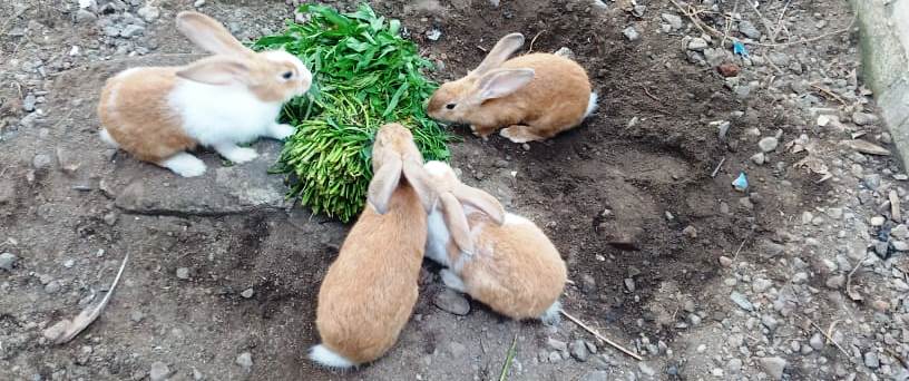 ternak kelinci kaliwungu