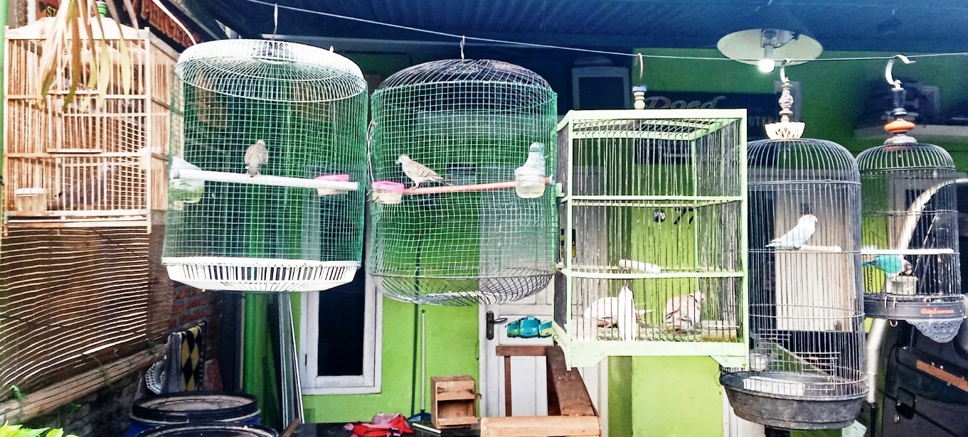 manuk burung kaliwungu